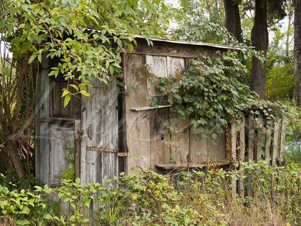 Small shack overrun by vegetation