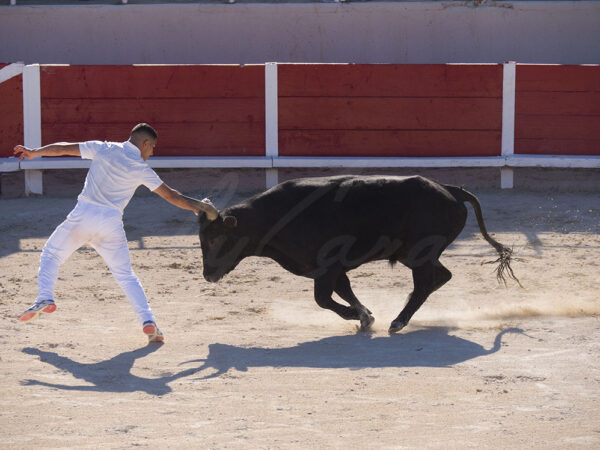 Camargue bullfight. Raseteur in action trying to pick the cocarde set in between the bull’s horns