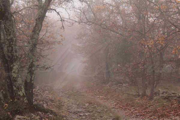 Misty country road in autumn