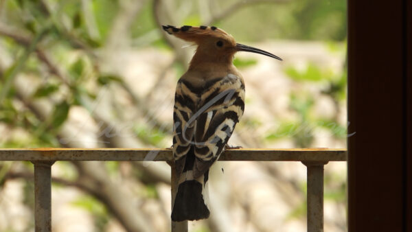 Hoopoe behind a window,