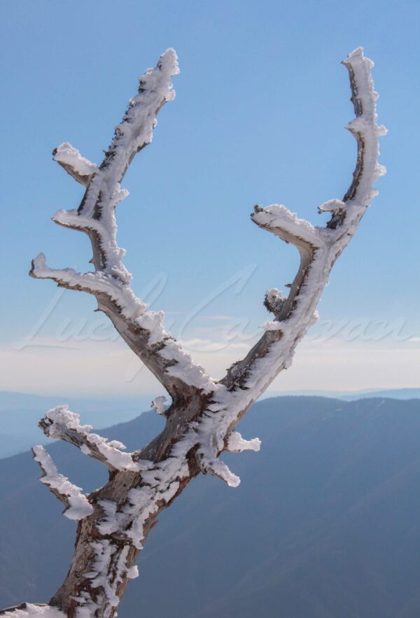 Branch covered with snow carved by the wind in the Cevennes mountains, France