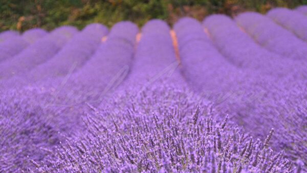 Lavender fields in the Luberon, Provence, France