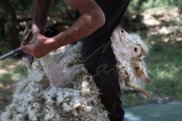 Shearing Angora goat