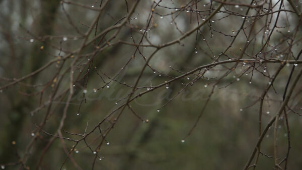 Raindrops on a branch in autumn