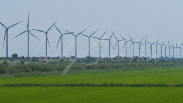 Row of wind turbines Wind turbine dominating wheat fields