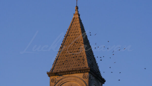 Birds flying about a church steeple at sunset