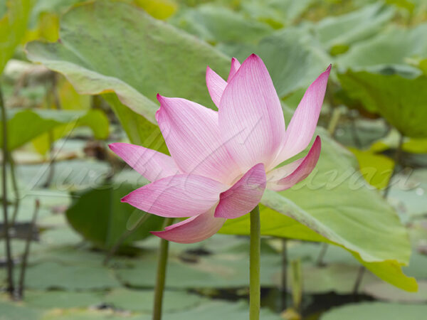 Sacred Lotus