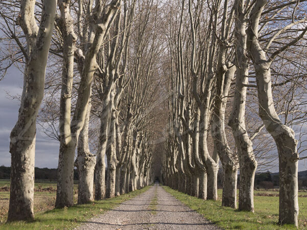 Alley lined with plane trees in winter