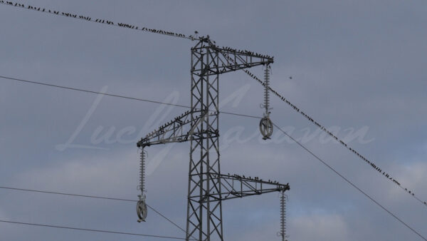 Starlings on a power line at dusk