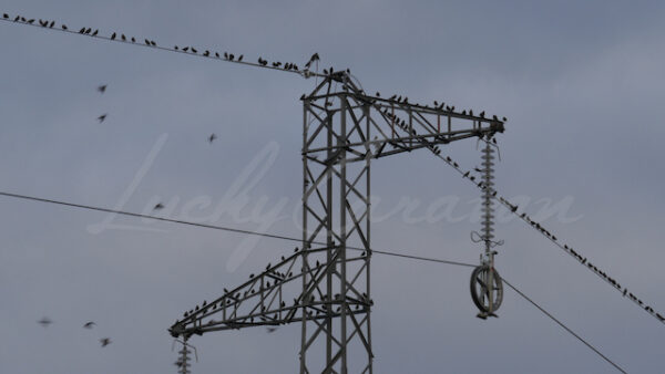 Flocks of birds on a high voltage line at dusk