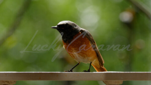 Common Redstart (breeding male)