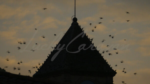 Flock of starling birds swarming around a bell tower at sunset