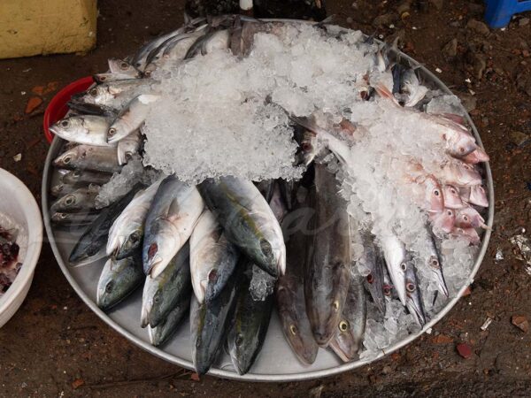 Fish display at a market in Can Tho, Mekong Delta, Vietnam