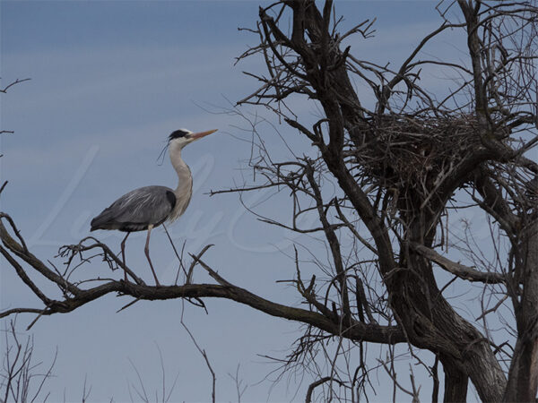 Heron and nest.