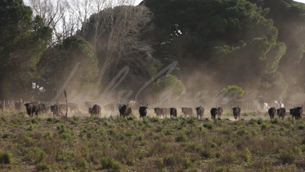 Rounding up a herd of bulls