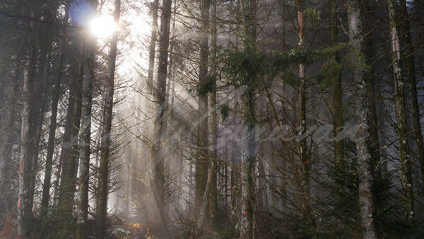 Fog in the undergrowth.