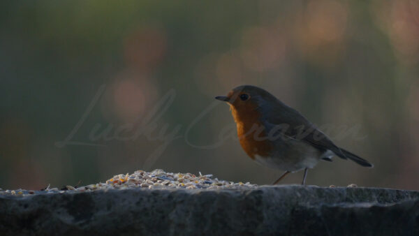 Robin redbreast feeding on seeds on a stone wall