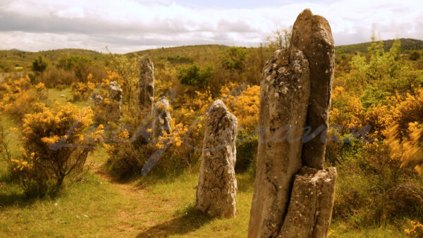 An impression of timelessness with motion blured vegetation swirling around the cromlech of Peyrarines on the Causse de Blandas in the Gard, France.