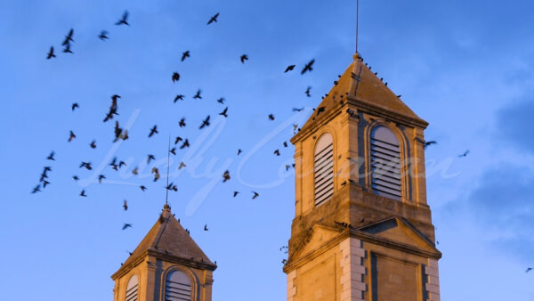 Flock of starling birds swarming around the towers of a protestant temple in slow motion.