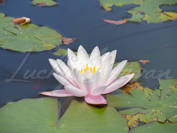 Water lily, on the surface of a pond