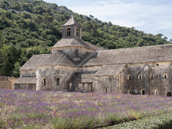 Lavender field in front of the Abbey of Notre-Dame de Sénanque near Gordes in Provence, France