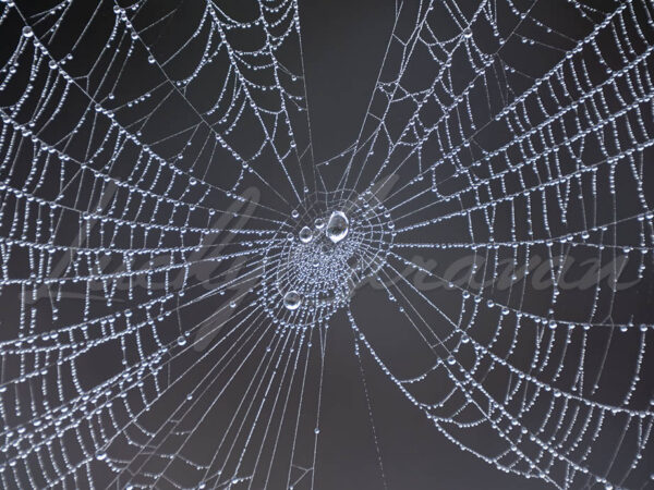 Spider web with beads of early morning dew