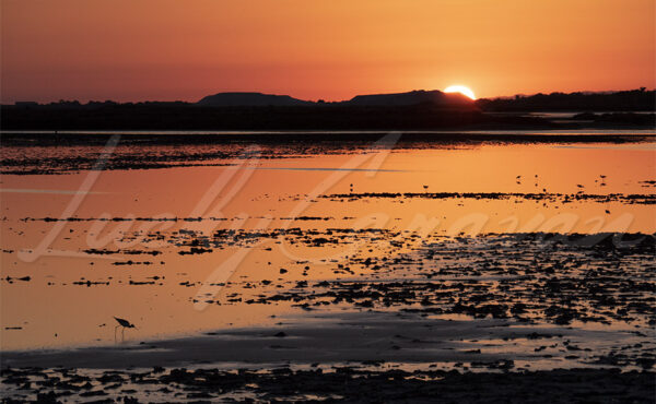 White-backed stilts at sunset in Camargue, Bouches du Rhône, France