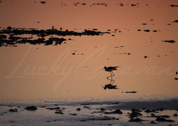 White stilt at sunset in a marsh of Camargue, Bouches du Rhône, France