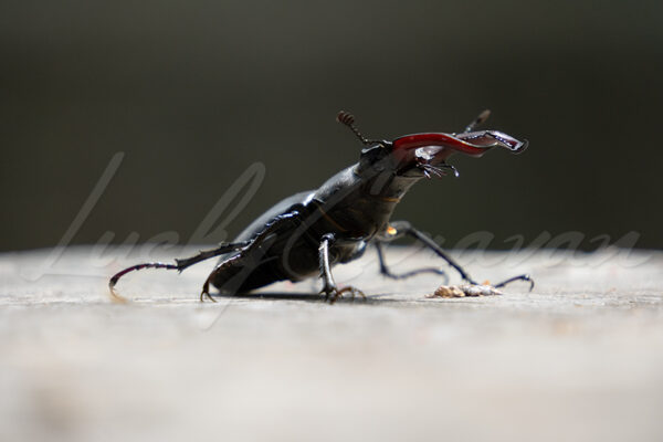 Lucanus cervus, known as the European stag beetle, is the largest beetle in Europe. It is listed as near threatened.