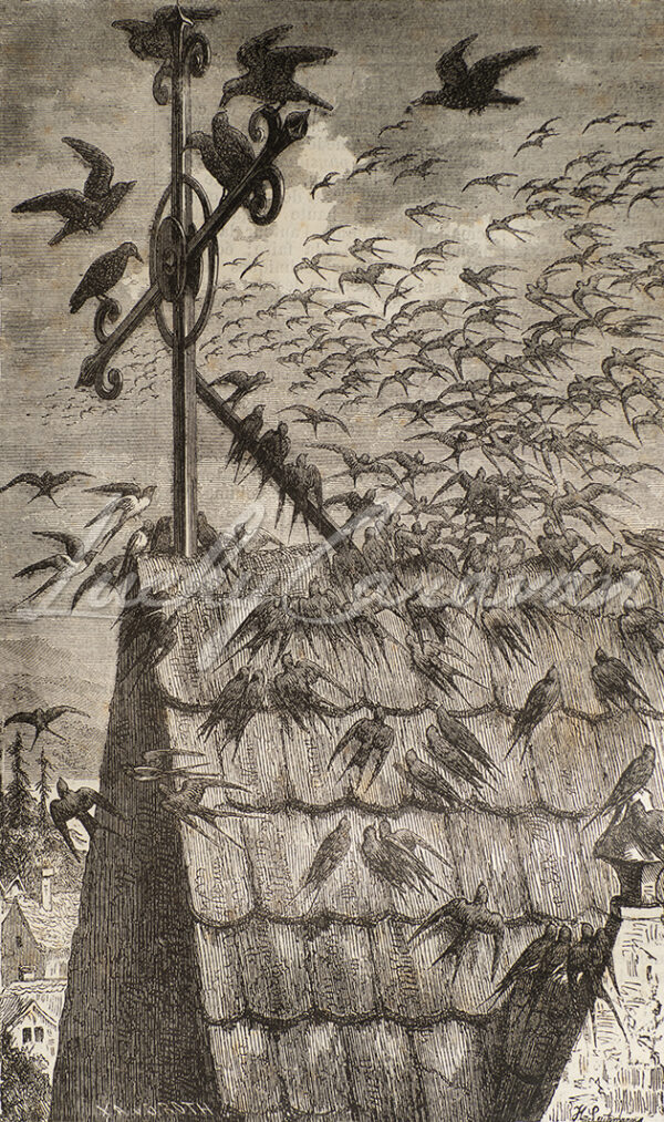 the migration of swallows