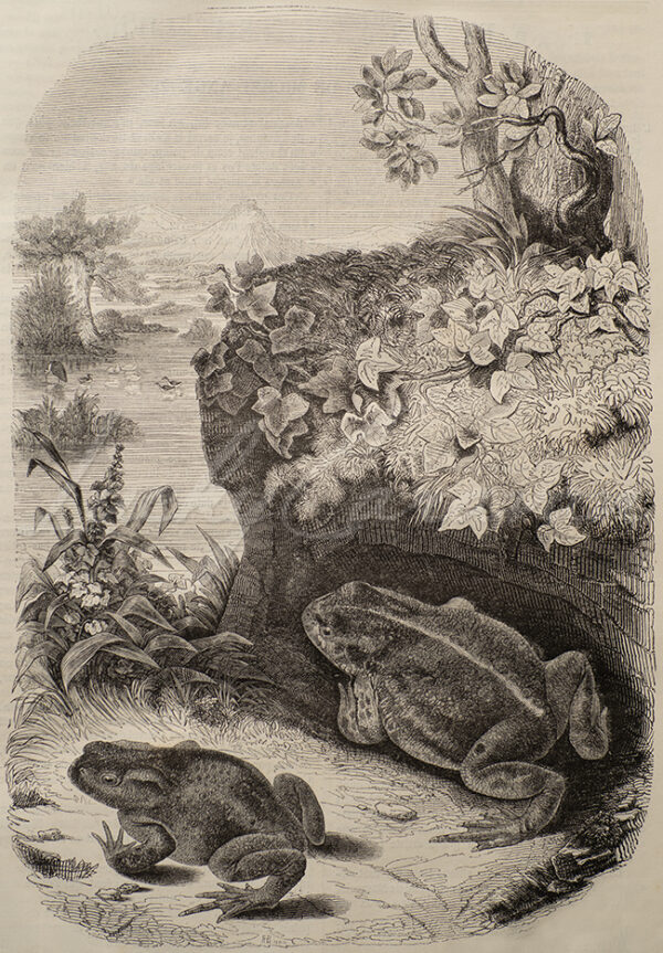 Toads