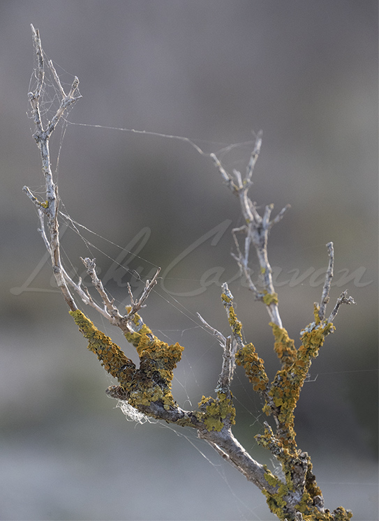 Yellow lichen (Xanthoria parietina) and spider web on a branch