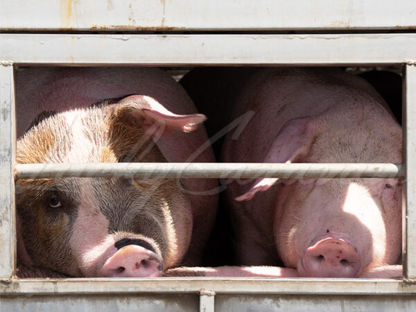 Pig transport, Vietnam