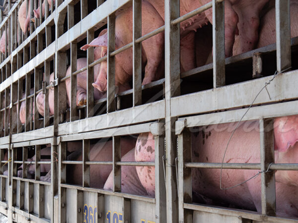 Pig transport, Vietnam