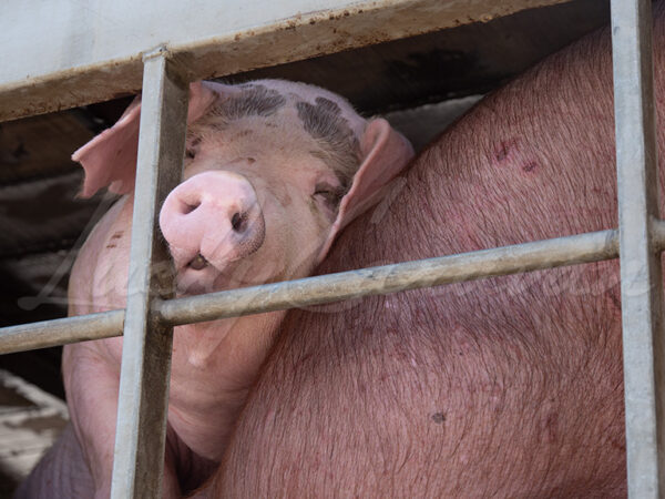 Pig transport, Vietnam