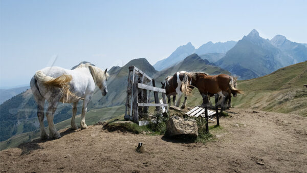 Horses roaming freely in the Pyrénées mountains, France