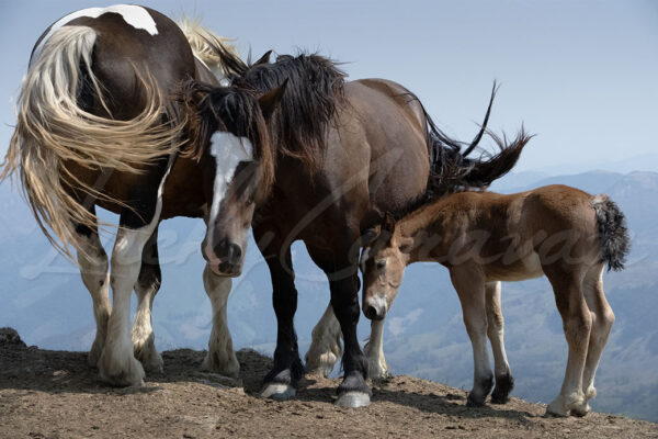 Horses and foal in the wind.