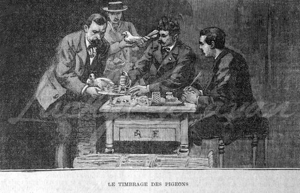 The marking of pigeons