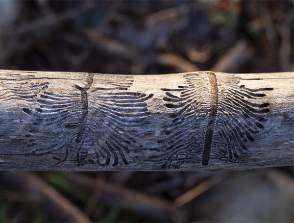 Imprint of geometric galleries left by a bark beetle and its larvae on a tree trunk