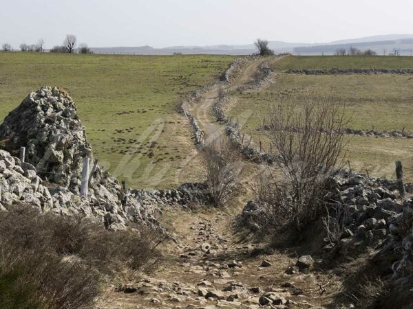 Pathway lined with low stone walls in Aubrac, France