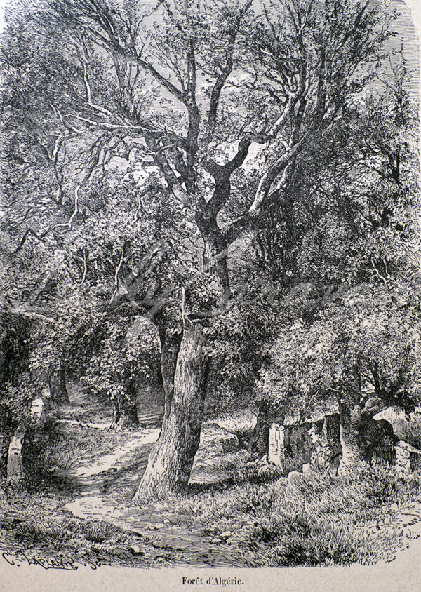 Kabylie forest, late 19th century