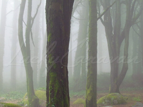 Trees in the fog