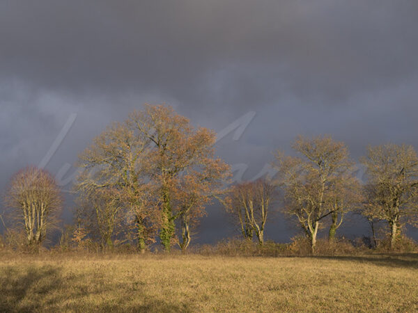 Trees in the setting sun with approaching storm