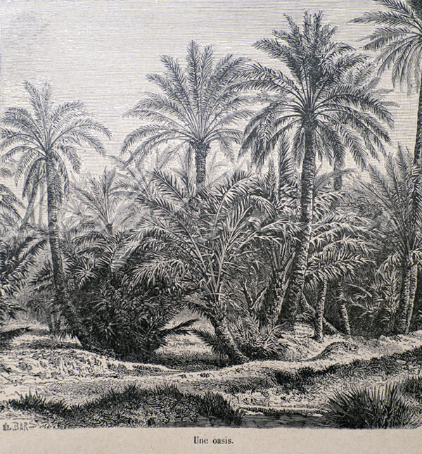 An oasis in Algeria, late 19th century