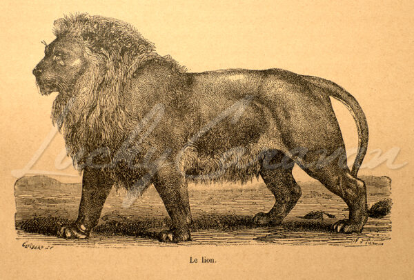 A desert lion, late 19th century
