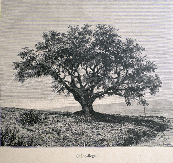 a cork oak in Algeria