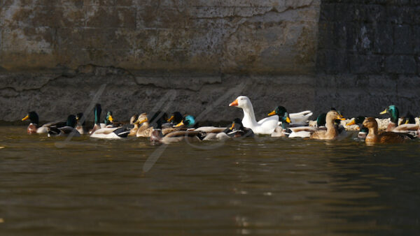 Mallards, goose and nutria in a stream at the foot of a bridge
