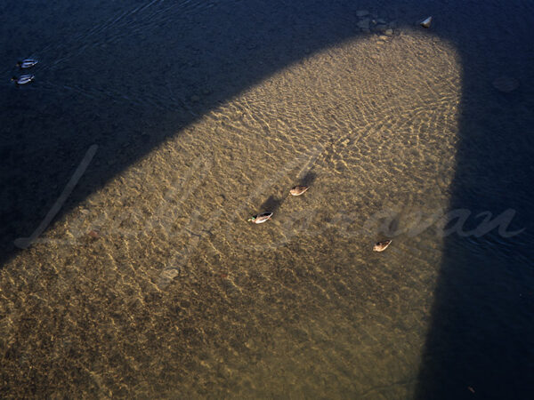 Mallards in the shadow of a bridge
