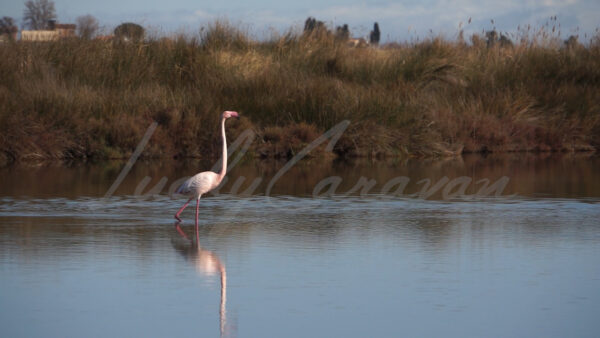 Pink Flamingos in a river