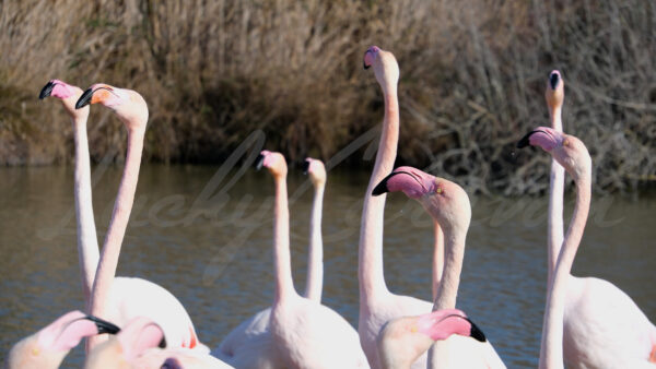 Pink flamingos during mating season, Camargue, France
